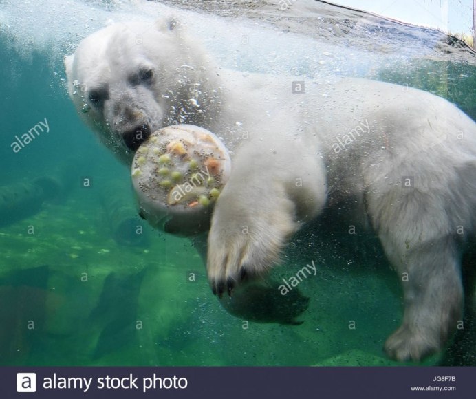 Белый медведь охотится