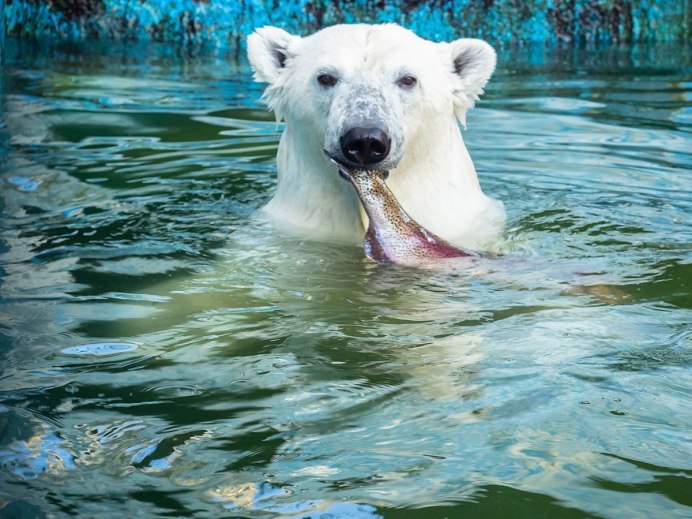 Белый медведь с рыбой в зубах