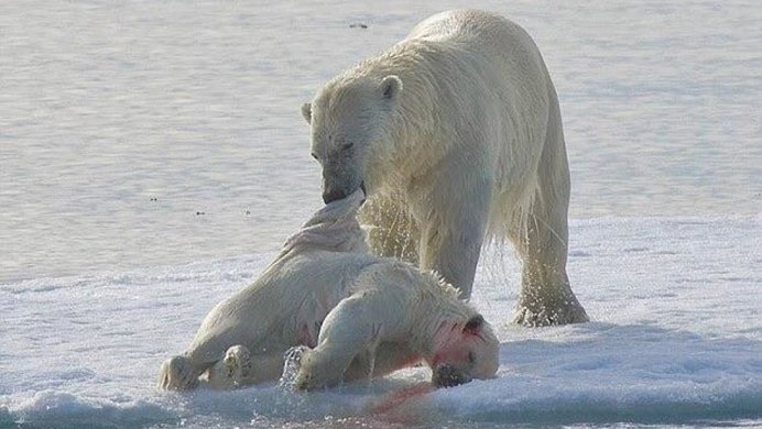Белый медведь с рыбой в зубах