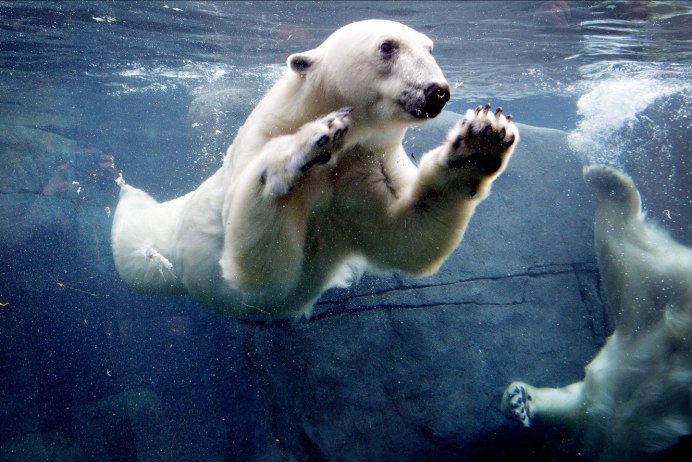 Полярный медведь охотится