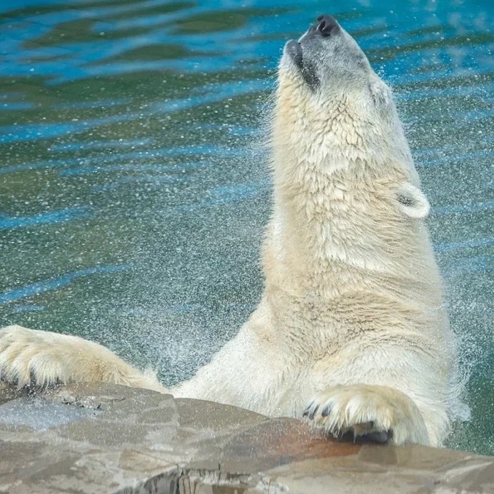 Аляска белые медведи