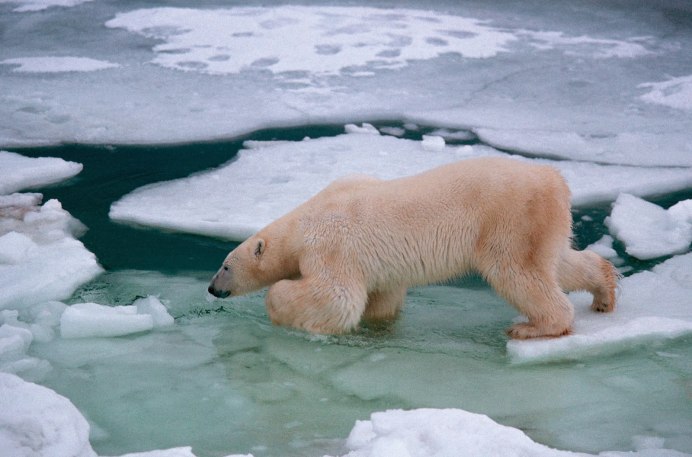 Роберт Биссел белый медведь