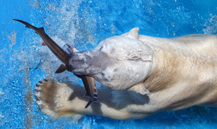 Животные под водой