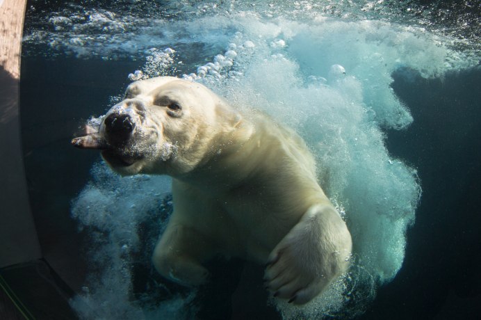 Белый медведь (Карско-Баренцевоморская популяция)