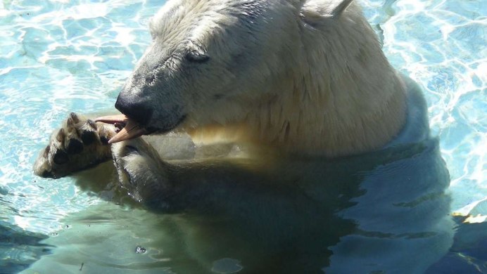 Белый медведь в воде