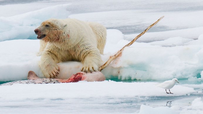 Белый медведь ныряет