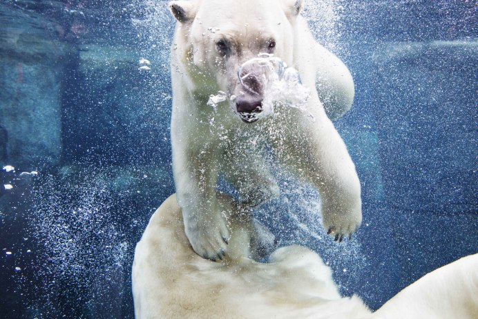 Белый медведь плавает