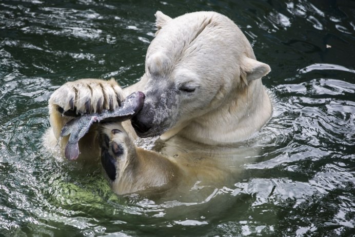 Белый медведь рыбачит