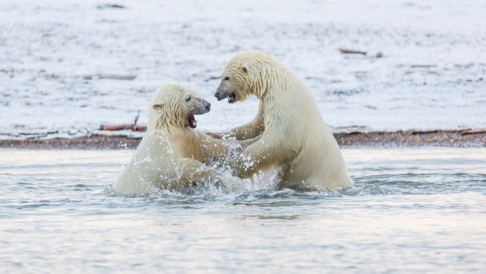 Белый медведь охотится на тюленя