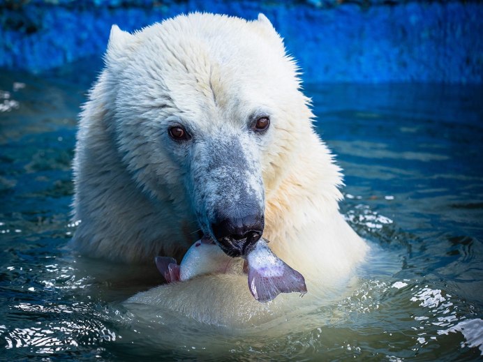 Аляска белые медведи