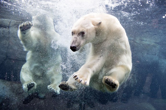 Белый медведь фото