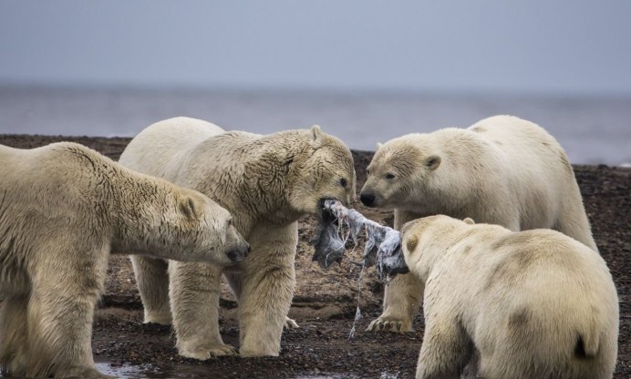 Белуха белый медведь Касатка охота