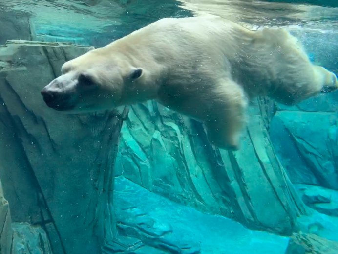 Ледяные животные