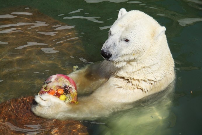 Северный Ледовитый океан белый медведь