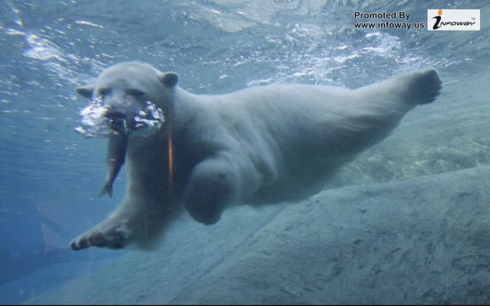 Белый медведь плывет