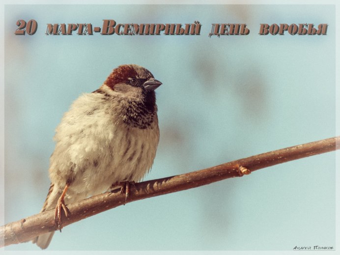Разговор птиц