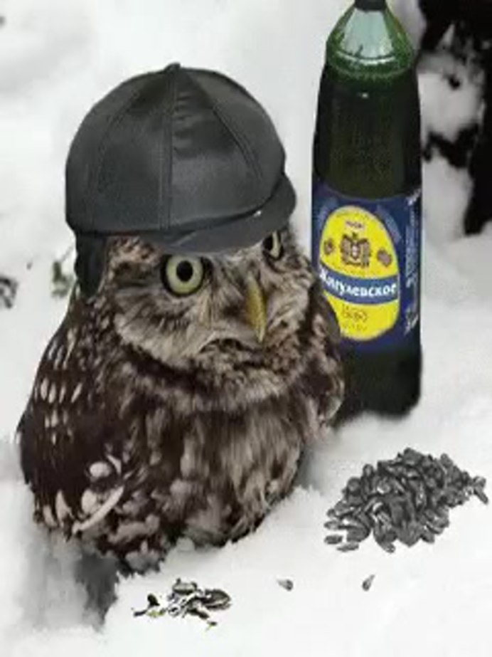 Воробей на земле