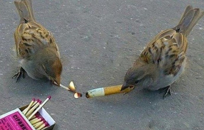 Боевой Воробей