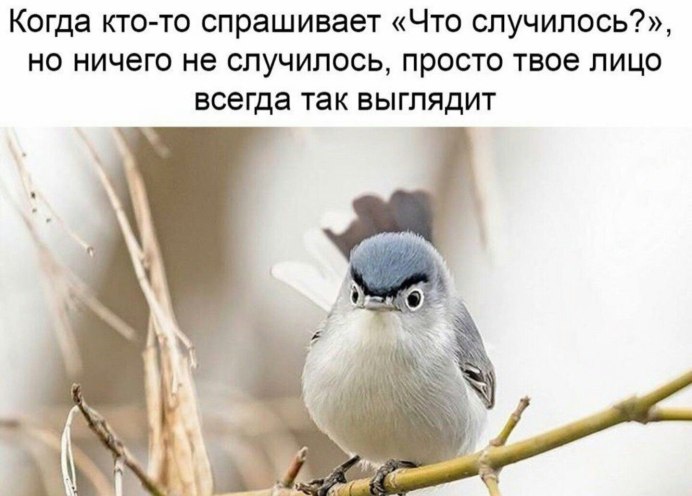 Человек с птичкой