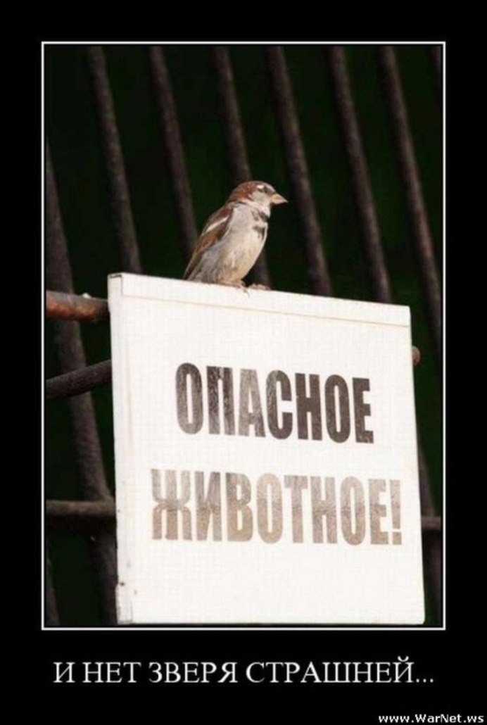 Злой Воробей
