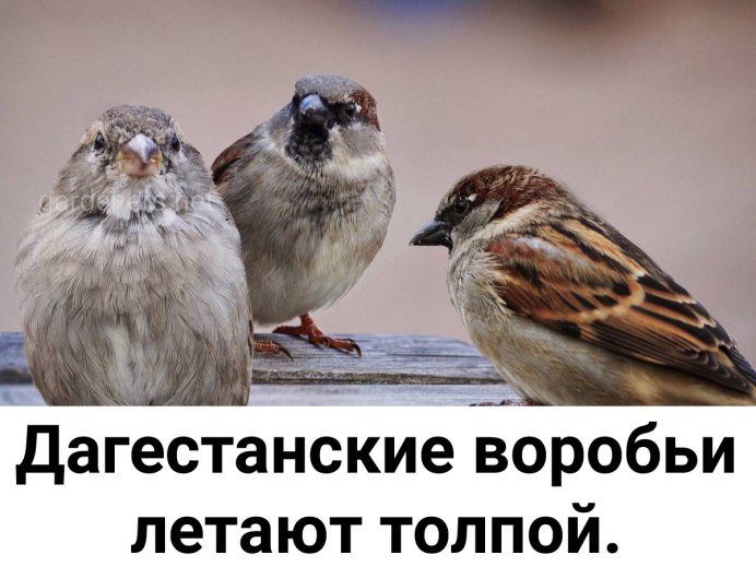Смешной Воробей