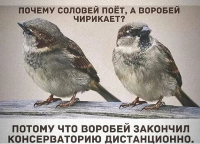 Всемирный день воробья 20 марта