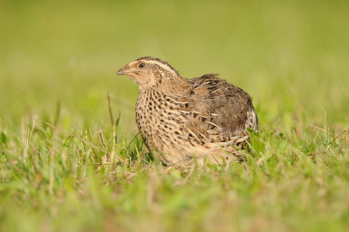 Перепел обыкновенный Coturnix Coturnix