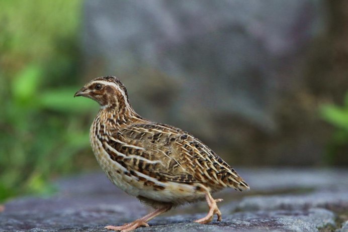 Перепел обыкновенный Coturnix Coturnix