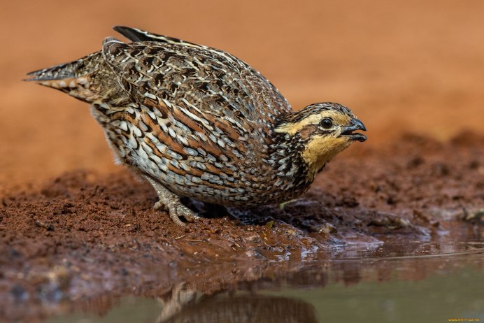 Перепел Coturnix Coturnix