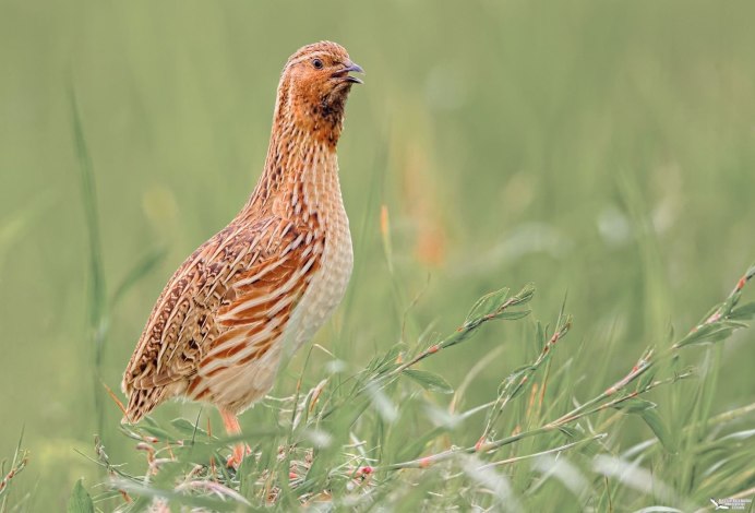 Перепел обыкновенный Coturnix Coturnix