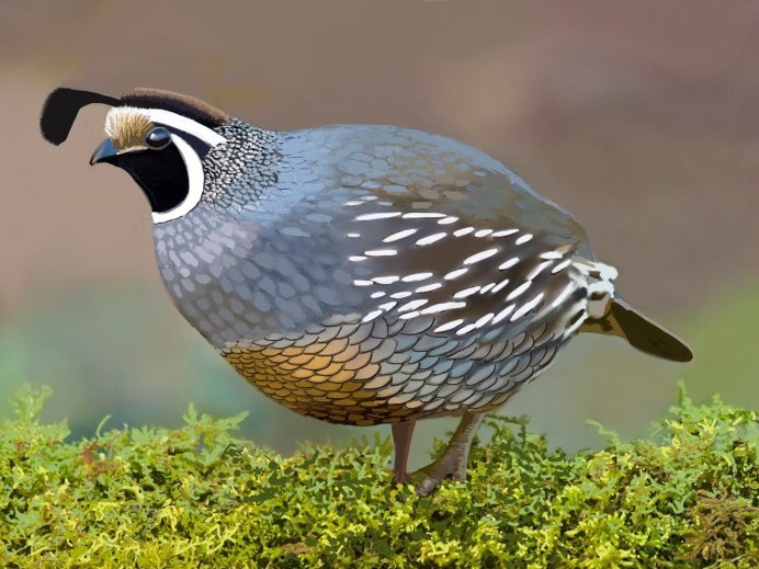 Перепел обыкновенный Coturnix Coturnix