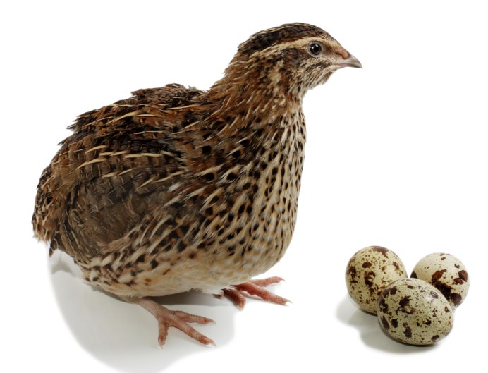 Перепел Coturnix Coturnix