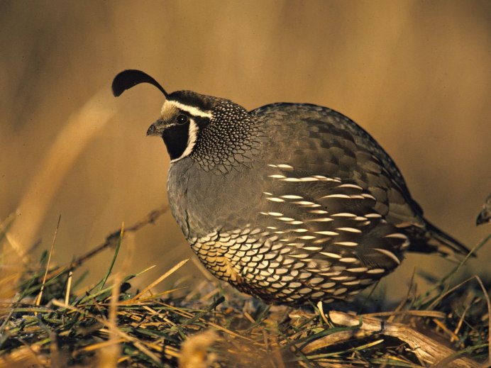 Калифорнийский Quail