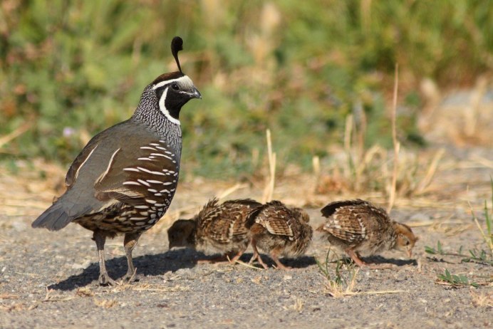Перепел обыкновенный Coturnix Coturnix