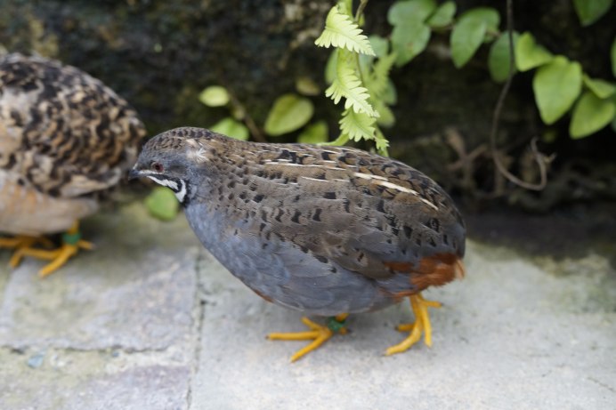Перепел Coturnix Coturnix