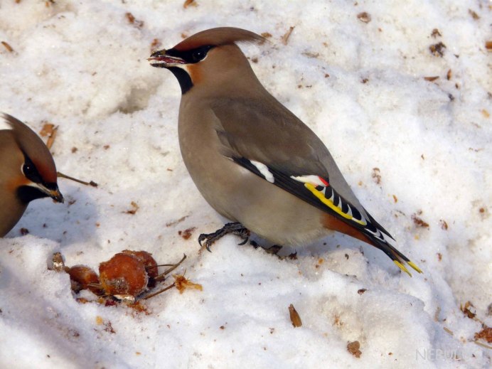 Свиристель птица