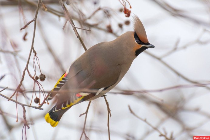Хохлатая свиристель