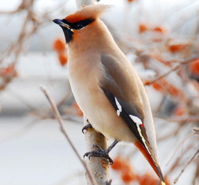 Богемский свиристель