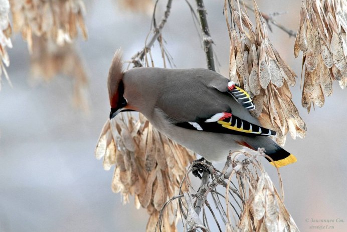 Птица с хохолком в Ленинградской