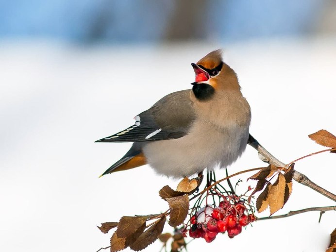 Свиристель кочующая птица
