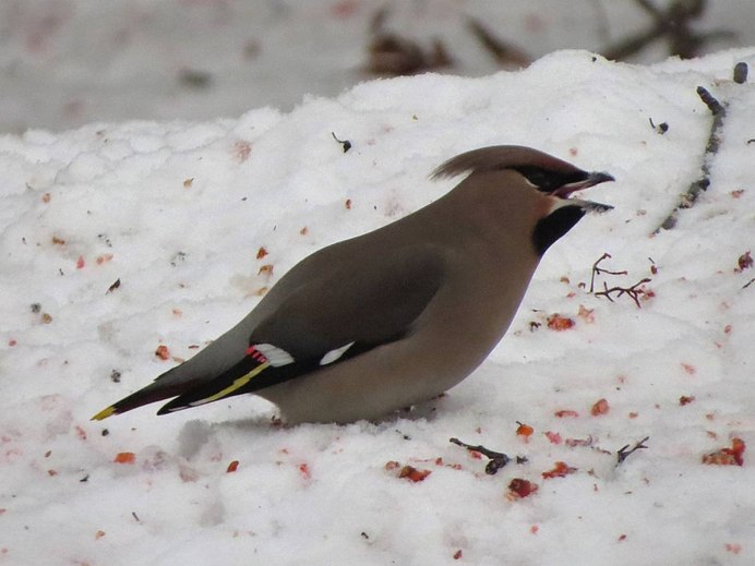 Щегол и свиристель