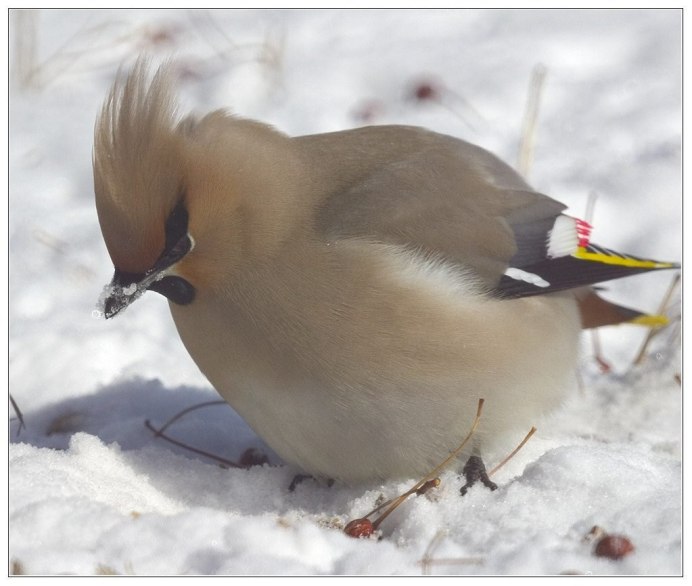 Свиристель птенец
