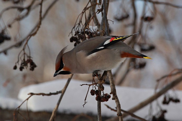 Свиристель серая