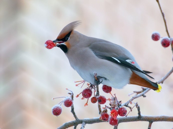 Хохлатая свиристель