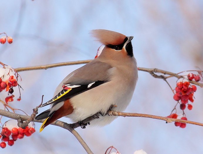Свиристель зимующая птица