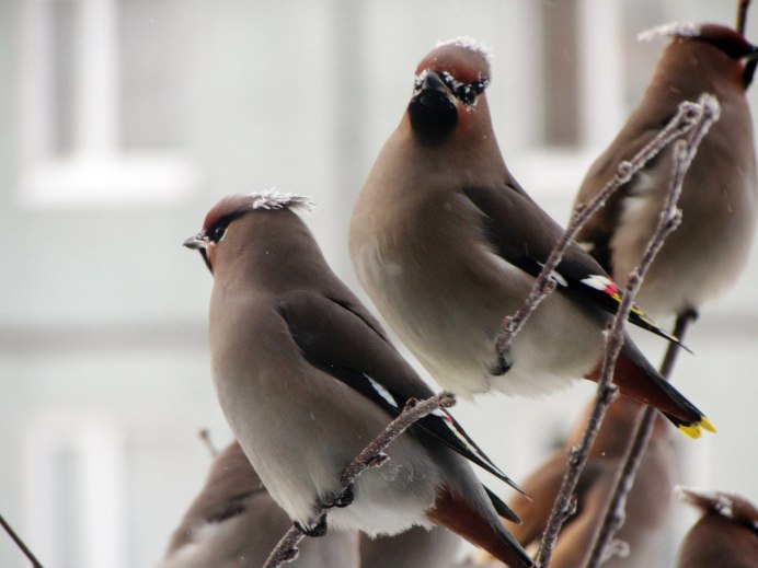 Хохлатая свиристель