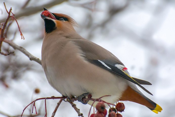 Птичка свиристель