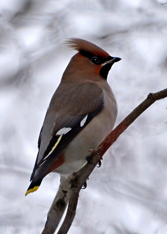 Хохлатая свиристель