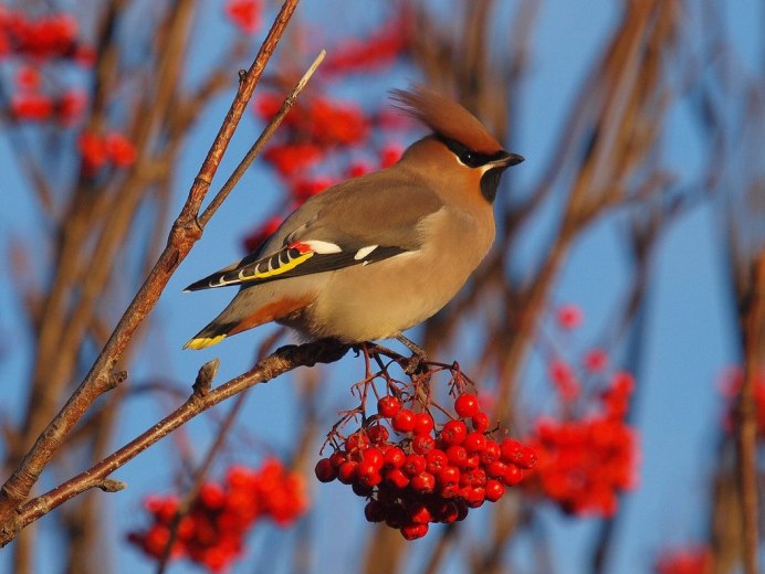 Свиристель Сибирская
