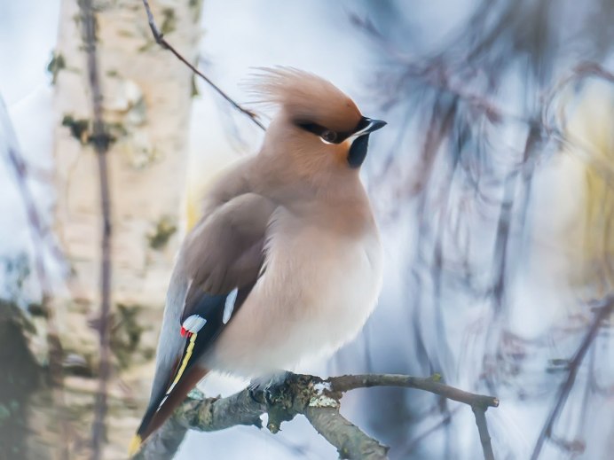 Дрозд рябинник
